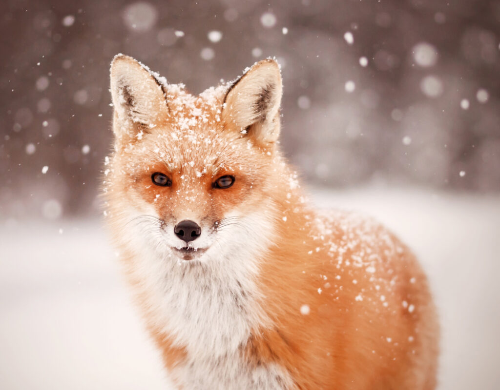 Winter Fox Hunt